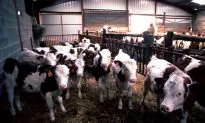 ‘Mad Cow Disease’ Confirmed On Farm In Scotland