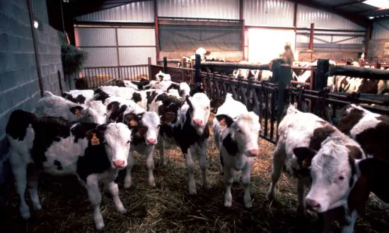 ‘Mad Cow Disease’ Confirmed On Farm In Scotland