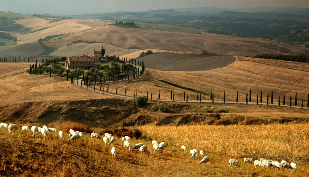 Tuscany has long been sheep country; pecorino is firmly rooted in the history of the region. (Courtesy of the Consortium for Pecorino Toscano PDO)