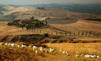 A Pecorino to Savor Under the Tuscan Sun