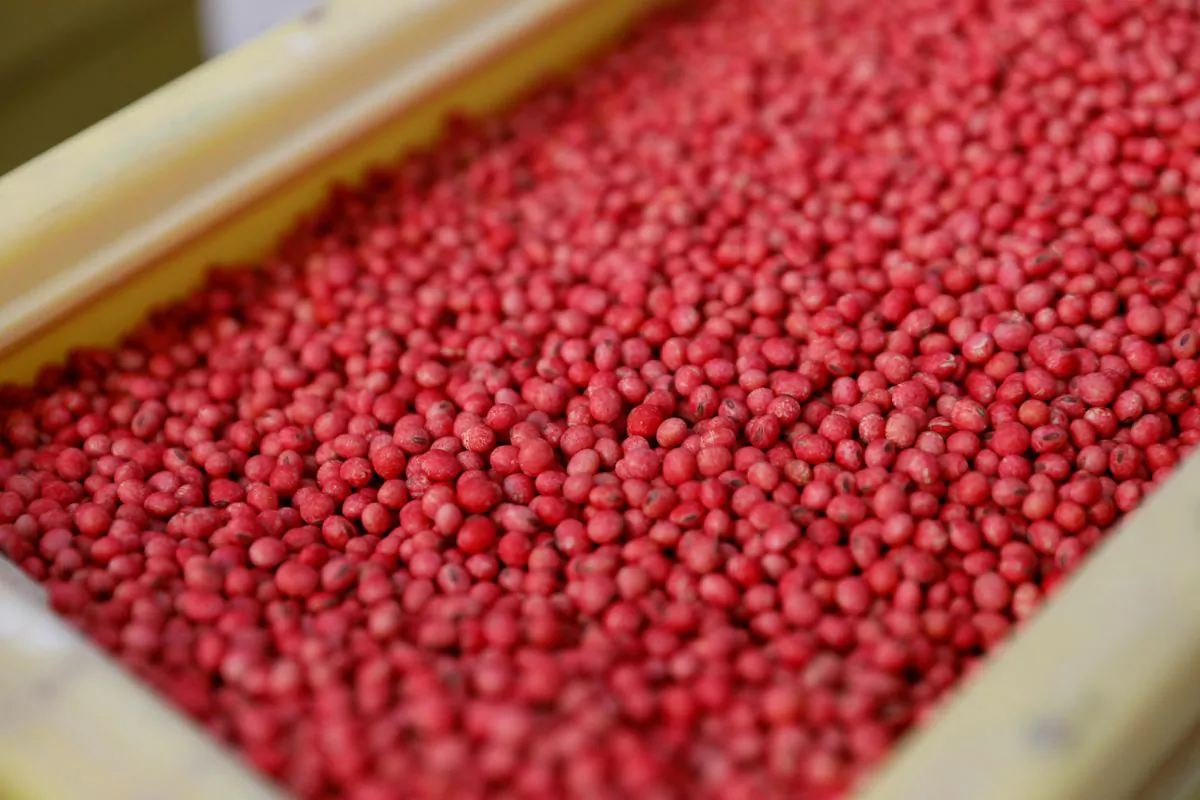 Soybean seeds in a container at a farm in Gideon, Missouri, U.S. on May 16, 2018. (Shannon Stapleton/Reuters)