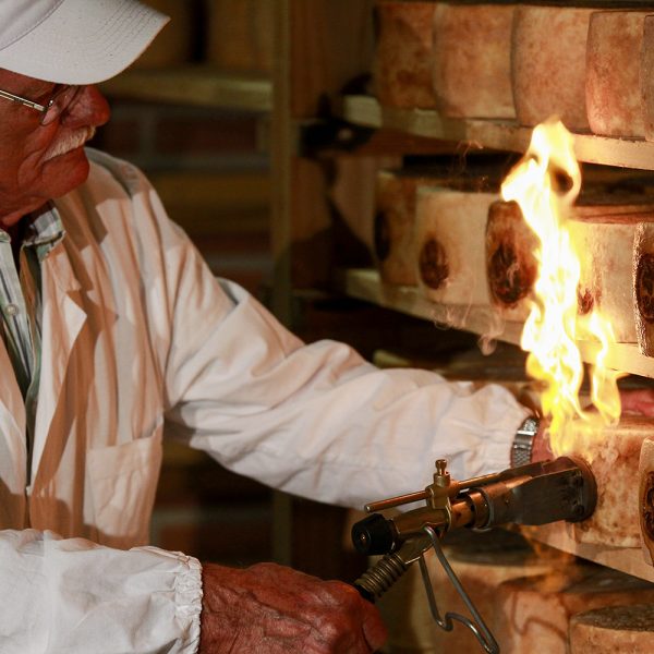 Worker brands PDO seal in Pecorino Toscano stagionato