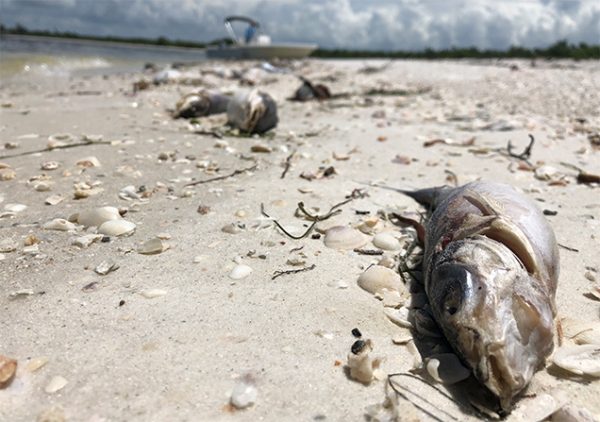 Hundreds of dead fish washed up on Florida beaches