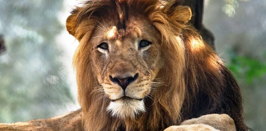 The Indianapolis Zoo said that a lion died on Oct. 15, 2018, from injuries he sustained in a fight with a female lion at an enclosure. (Facebook)