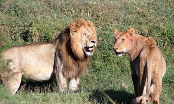 lions as seen on a safari