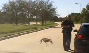Video: 'Giant' Spider Crawls Toward Texas Officer During Traffic Stop