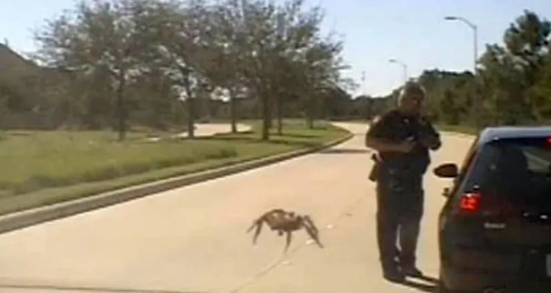 Police dashcam footage captured the moment a spider crawled across an officer’s windshield at the right moment as he was stopping a motorist, on Oct. 10, 2018. (Fulshear Police)