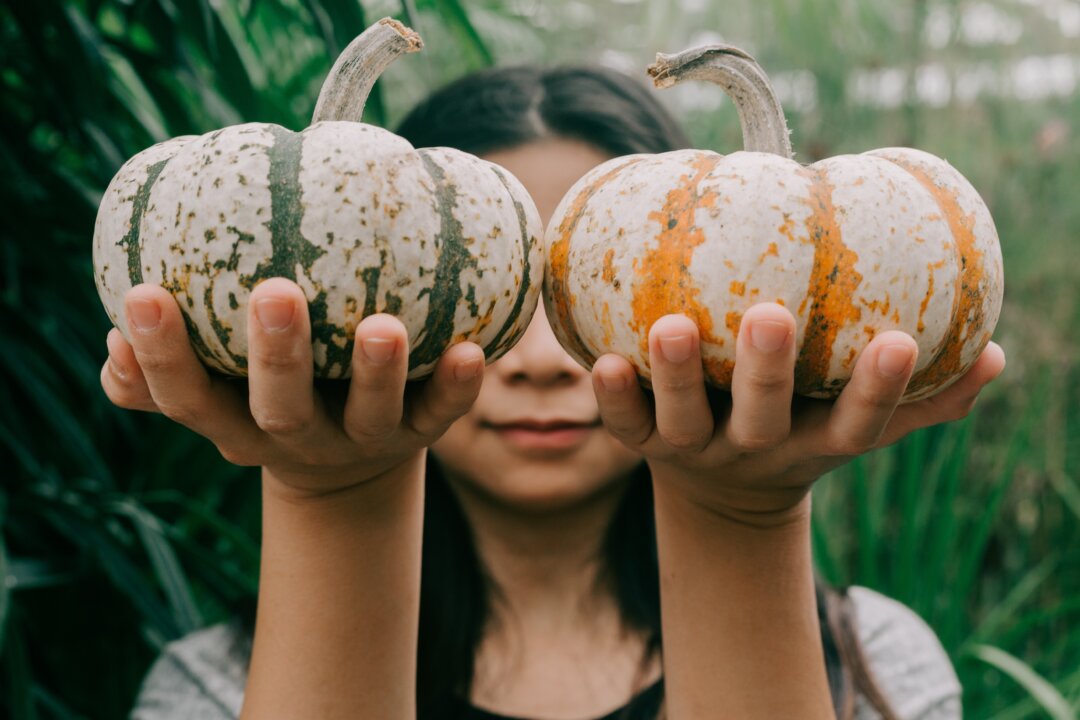 Pumpkins are way more than a decoration. They are healthy, delicious, and packed with antioxidants. (Kyaw Tun/Unsplash)