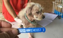 Inverell Man Escapes Jail for Cruelty to Puppies