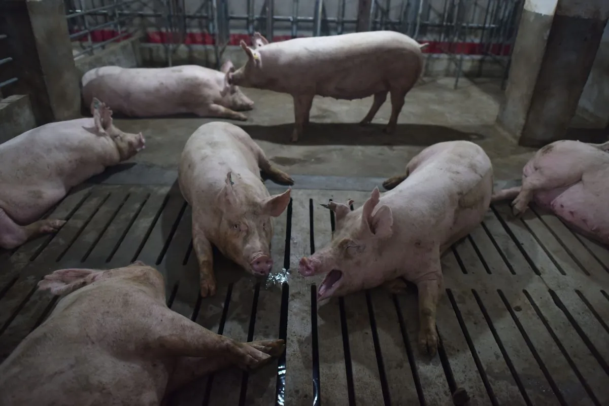Pigs in a pen at a pig farm in Yiyang County, Henan Province, China, on August 10, 2018. (GREG BAKER/AFP/Getty Images)