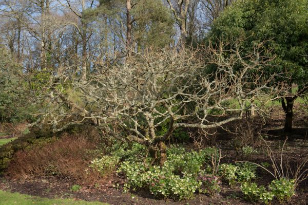 Chinese Sumac or Nutgall Tree (Rhus chinensis) Covered with Lichens and Surrounded by Hellebores (Helleborus) in Winter