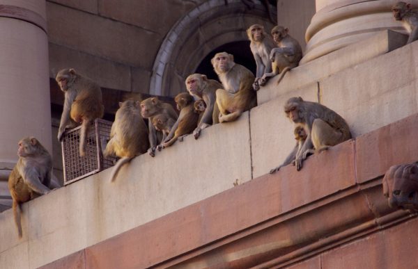 monkeys on building