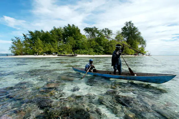 China’s Timber Demand Is Destroying Forests in South Pacific Countries