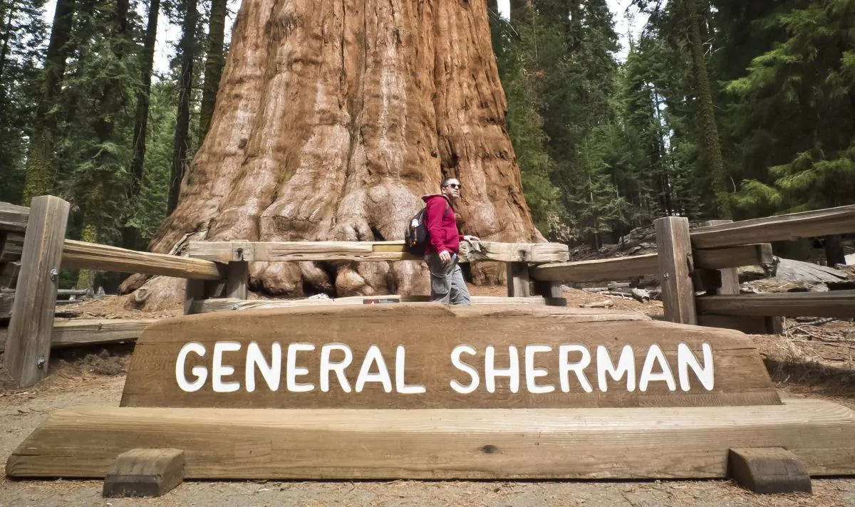 A picture taken March 09, 2014 shows a tourist posing for a photo next to the General Sherman Giant Sequoia at Sequoia National Park in California on March 09, 2014. (Mladen Antonov/AFP/Getty Images)