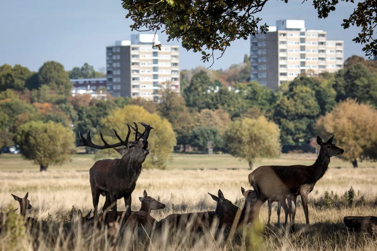 Red deer shelter in the shade of a tree in Richmond Park, London on Oct. 5, 2018. (Jack Taylor/Getty Images)