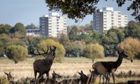 London Dog Walker Fined £600 for Deer Attack in Royal Park