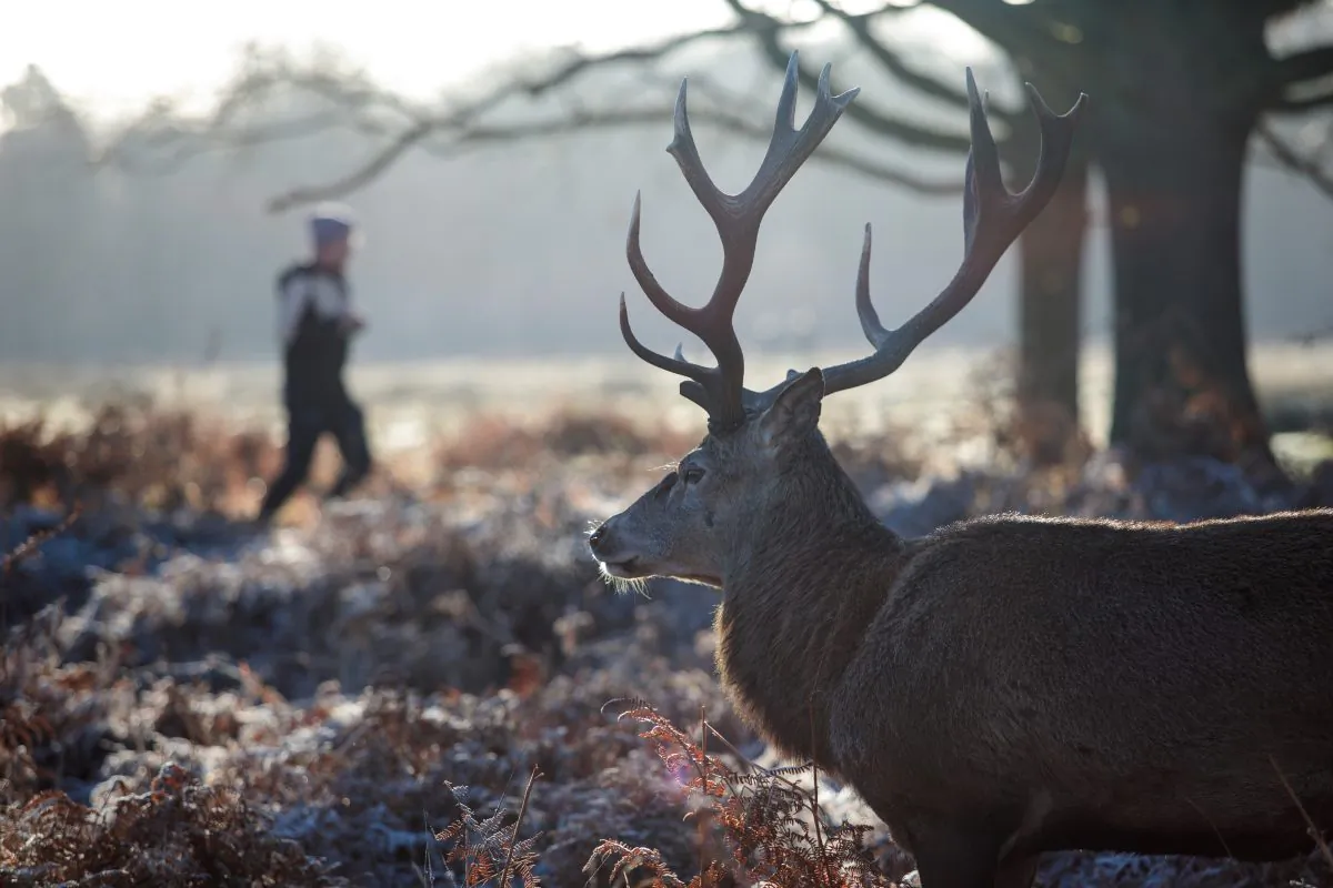 A deer stands among the bracken as a jogger runs past on Richmond Park, London, on Dec. 28, 2017. (Jack Taylor/Getty Images)