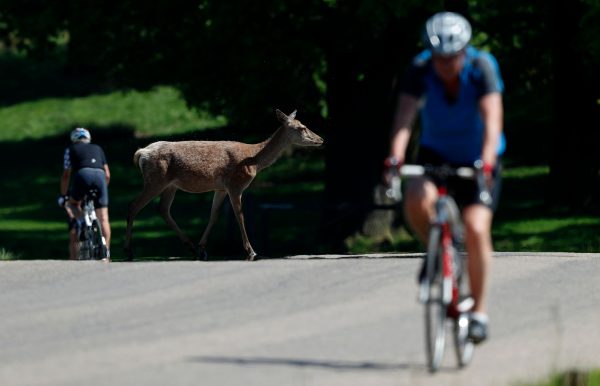 Man cycles past deer