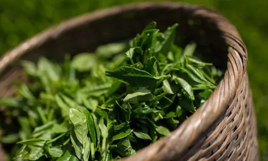 Man Says Green Tea Extract Seriously Damaged His Health