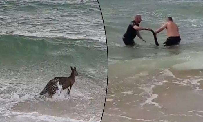 Drowning Kangaroo Rescued by Rosebud Police Officers in Australia | The ...