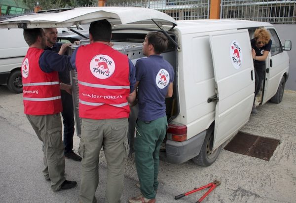 Members of Four Paws, an international animal welfare charity, move a metal cage outside Safari Zoo Park in Mbrostar, about 100 kilometers (60 miles) south of Tirana
