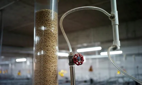 Chinese Traders Affected by New Animal Feed Guidelines on Soy Demand