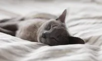 California Woman’s Cat Found Waiting at Fire-Ravaged Property a Month Later