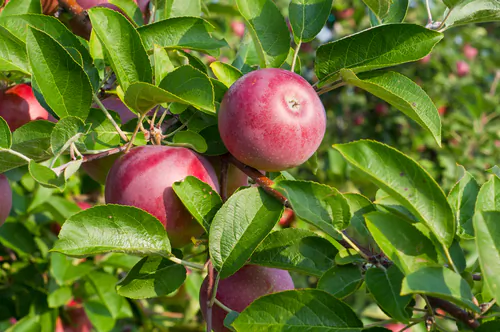 Cider Week NYC to Celebrate New York’s Thriving Cider Scene