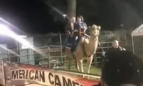 Camel Attacks Man at South Carolina Fair, Riders Terrified