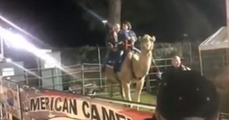 camel attacks man in s carolina video