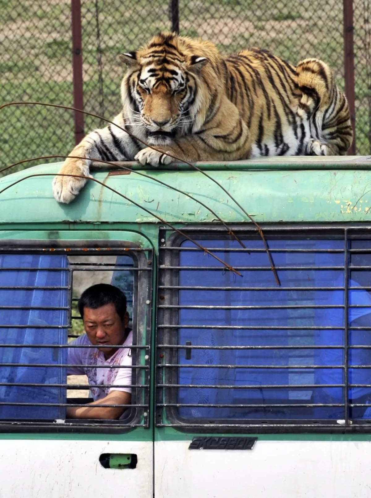 A Siberian tiger crouches on top of a tourist bus at a branch of Harbin Siberian Tigers Breeding Center in Shenyang, Liaoning Province, China on May 7, 2009. (Chinatopix Via AP)