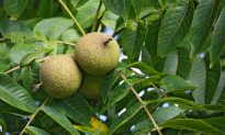 Black Walnuts: Not Available in Stores