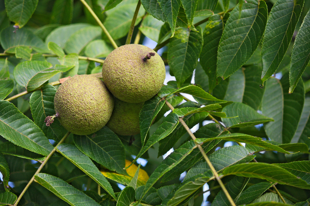 Black walnuts fall in a husk that starts hard and green, turns soft and black, and then dries out and rots away. (Shutterstock)