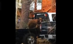 Trapped Bear Cub Rescued From Truck While Mother Bear Waits Outside