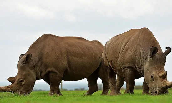 World Wildlife Fund Report: 60 Percent Drop in Global Animal Populations