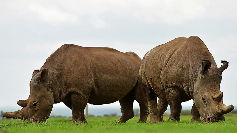 Najin (L) and Fatu, the only two remaining northern white rhinos graze together at the ol-Pejeta conservancy in Nanyuki, north of capital Nairobi on March 20, 2018. (Tony Karumba/AFP/Getty Images)