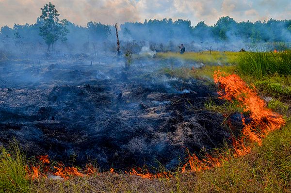 Smoke rises up from a peat-land fire