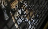 Anger After Chinese Regime Lifts Ban on Tiger Bone, Rhino Horn for Medicine