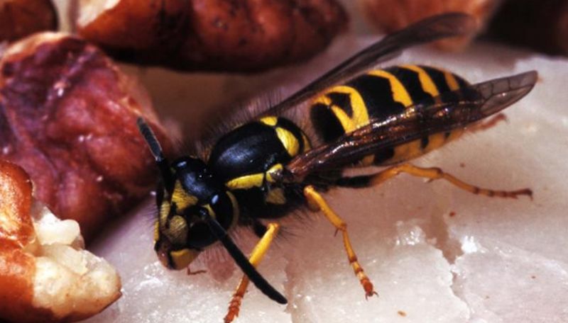 yellow jacket attacks woman