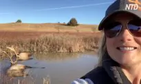Video Shows Two Elk That Died With Antlers Locked Together