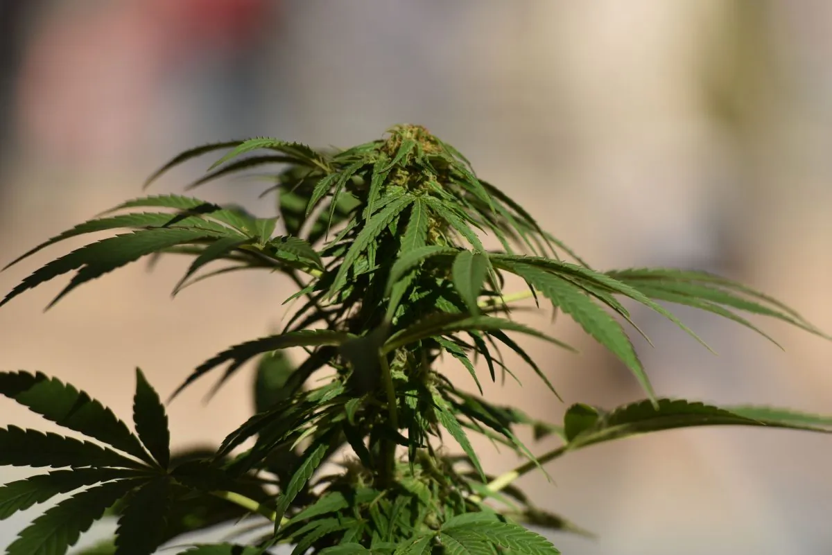 A marijuana plant is seen in Vancouver in a file photo. (Don Mackinnon/AFP/Getty Images)