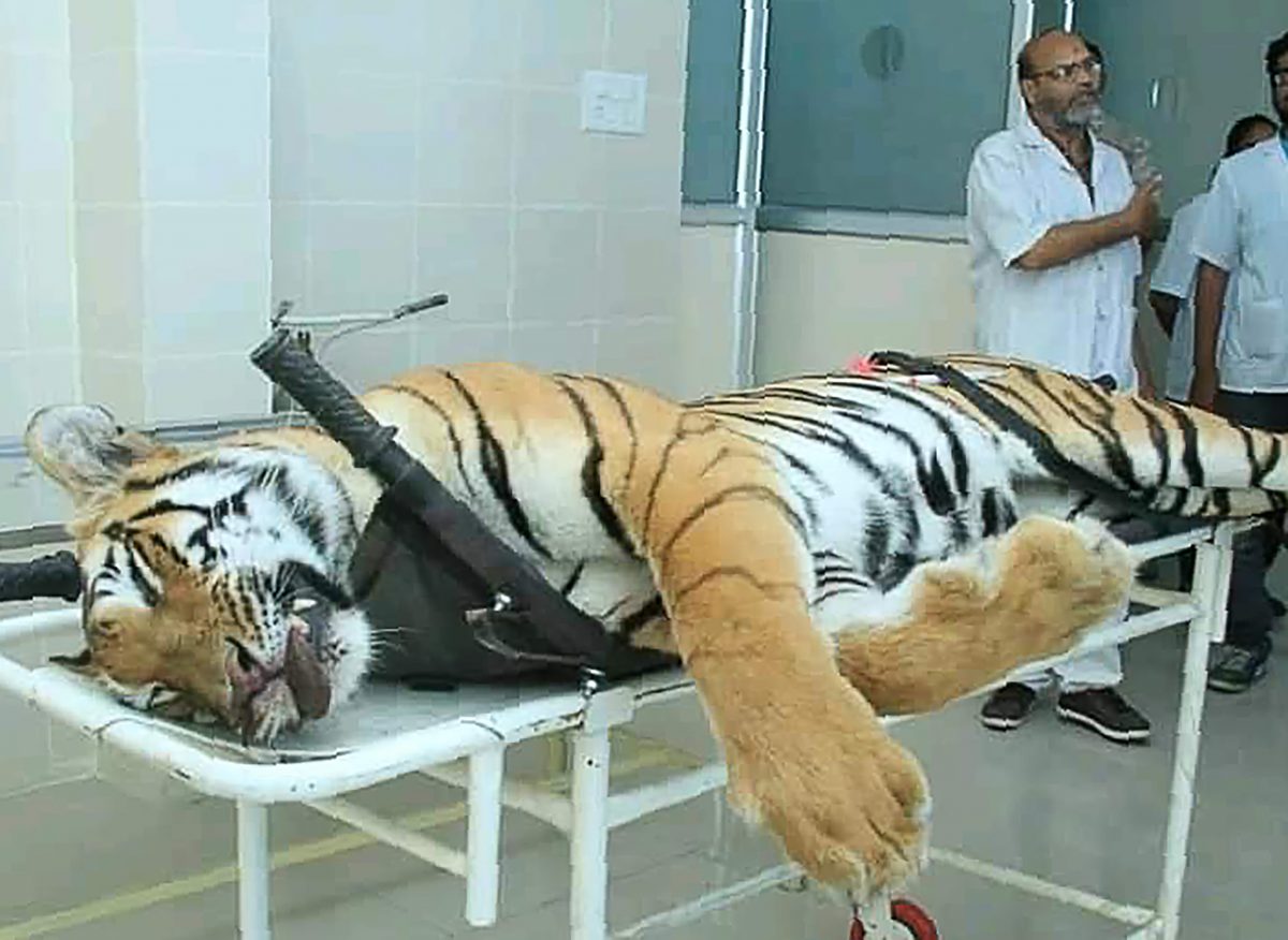 maneating tiger avni killed to death