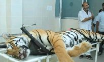 Man-Eating Tiger Shot and Killed in India; Lured With Calvin Klein Cologne