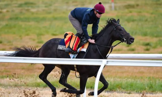 Racehorse The CliffsofMoher Put Down After Suffering Fractured Shoulder in Melbourne Cup