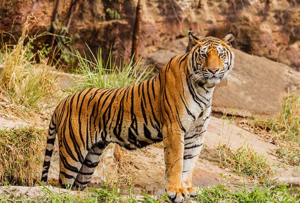 An Indian Bengal tiger