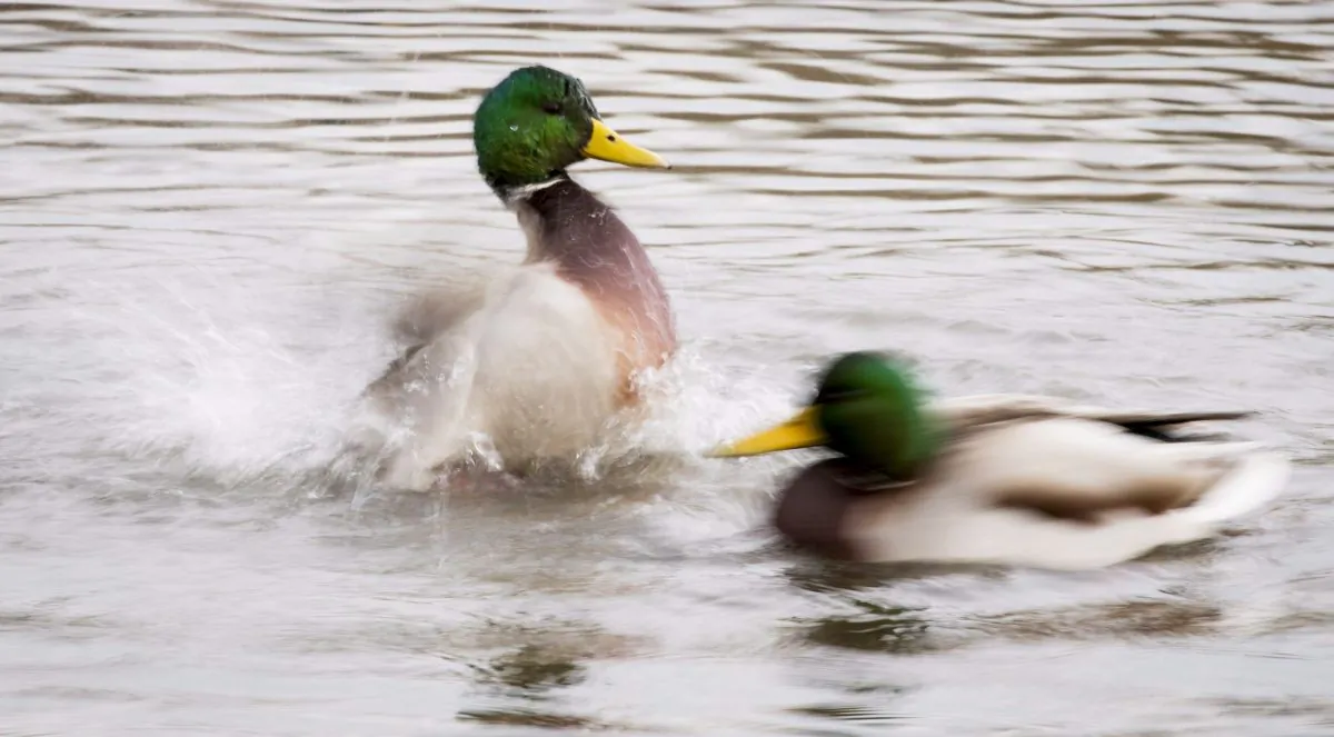 Ducks shake their feathers as they swim in Burnaby Lake in Burnaby, B.C. on Monday, Nov. 5, 2018. (Jonathan Hayward/The Canadian Press)