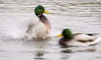 Rare Mandarin Duck at Park in Burnaby, B.C., Could Be an Escaped Pet