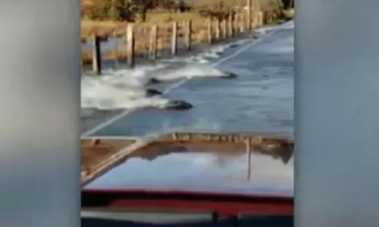 Video: Salmon Swim Across Road in Washington State
