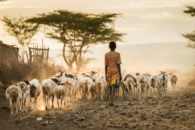 Rift Valley Fever is a disease passed from mosquitoes to animals then to people. It is one of the WHO's eight priority diseases.
(Shutterstock)