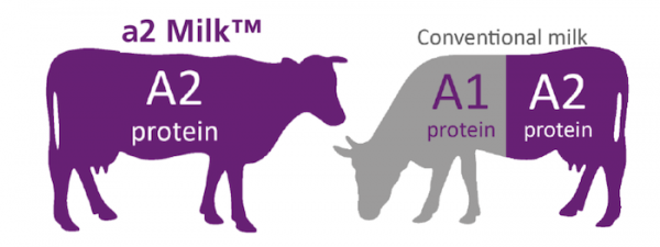 cow milk